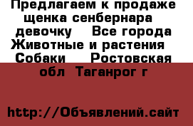 Предлагаем к продаже щенка сенбернара - девочку. - Все города Животные и растения » Собаки   . Ростовская обл.,Таганрог г.